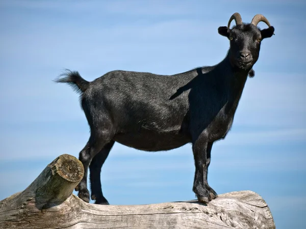 Tronco de cabra — Fotografia de Stock