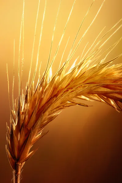 stock image Wheat macro