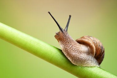 Snail on green stem clipart