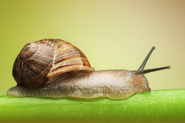 Snail on green stem clipart