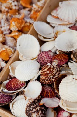 Seashells clipart