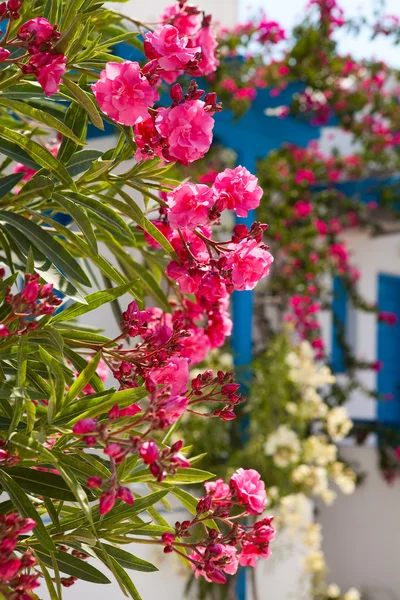 Stock image Flowers in Santorini, Greece