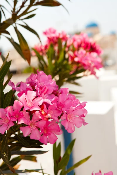 stock image Pink flowers in Perissa, Santorini, Greece