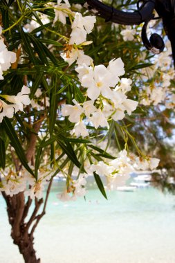 Beautiful white flowers in Kefalonia clipart
