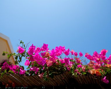 Bougainvilleas in Kefalonia clipart