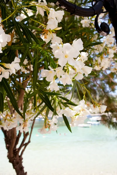 stock image Beautiful white flowers in Kefalonia