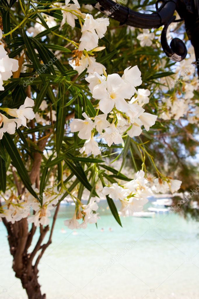 Beautiful white flowers in Kefalonia