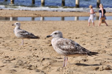 bir martı kahvaltıda plajda görünüyor.