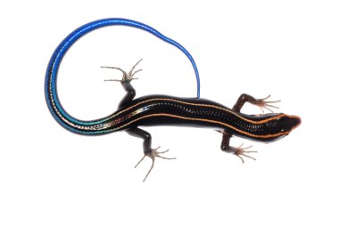 Skink lizard clipart