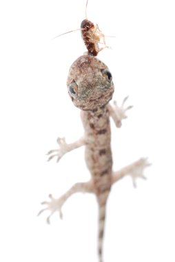 roach izole gecko bebek yemek