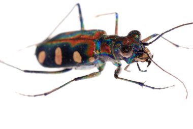 Insect tiger beetle