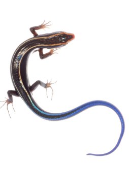 Blue tail skink lizard clipart