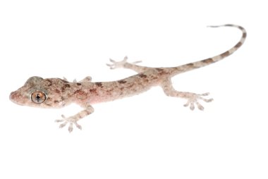 Animal chinese gecko clipart