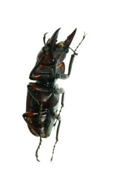 Insect stag beetle clipart