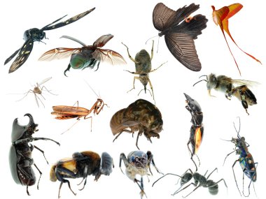 Insect set collection clipart