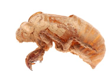 Cicada molt isolated clipart