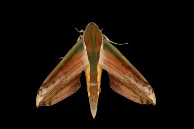 Insect moth isolated on black clipart