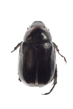 siyah scarab böceği