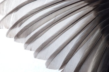 Bird wing texture clipart