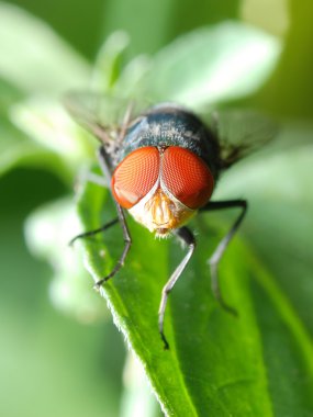 sinek böcek makro