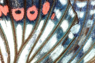 Moth butterfly wing detail clipart