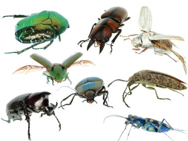Insect beetle collection set clipart