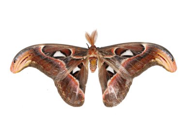 Giant silkworm moth Attacus atlas clipart
