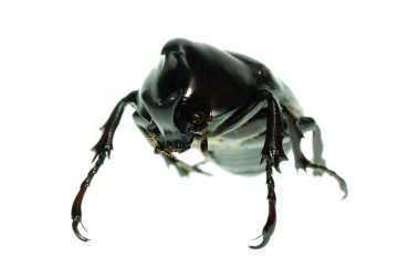 Rhinoceros beetle makro