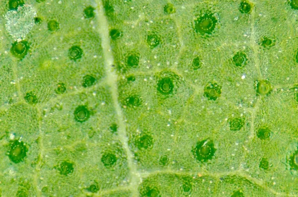 Zelený list s dýchací průduchy buněk — Stock fotografie