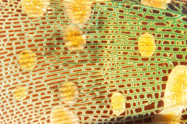 Желто-зелёная текстура крыла цикады — стоковое фото