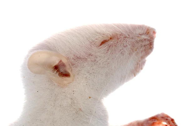 Beyaz fare fare izole — Stok fotoğraf