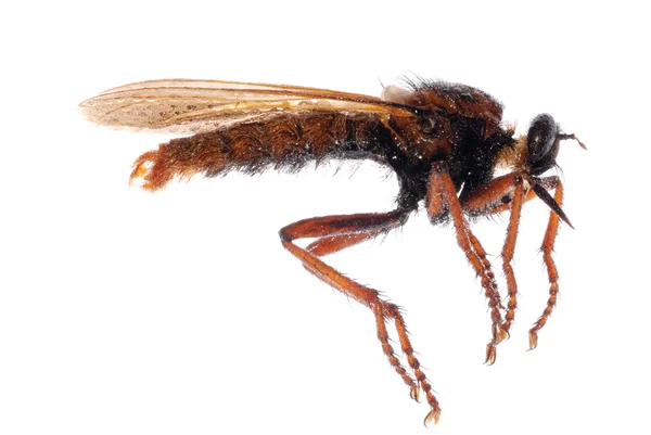 Robber fly isolated — Stock Photo, Image