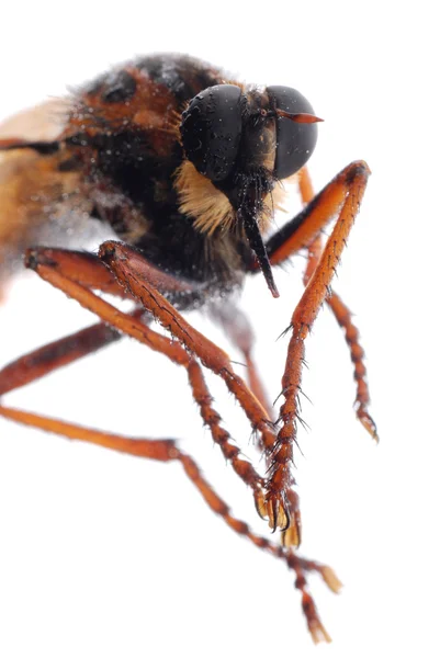 Soyguncu izole fly — Stok fotoğraf