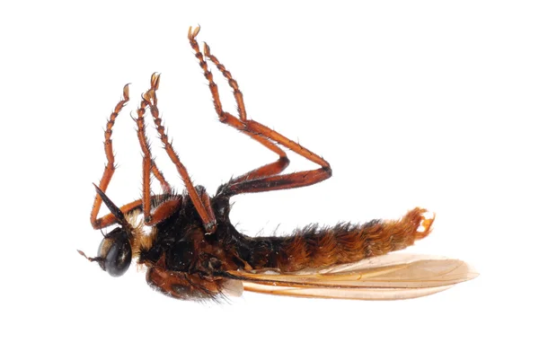 Изолированная муха — стоковое фото