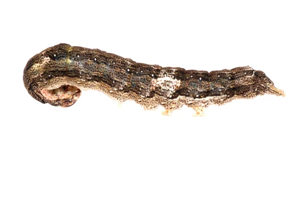 Mariposa polilla oruga larva —  Fotos de Stock