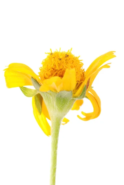 Flor de margarita amarilla — Foto de Stock