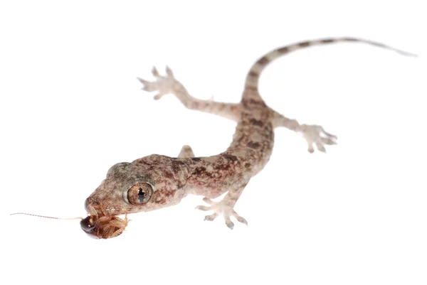 Gecko babe manger cafard isolé — Photo