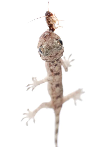 Gecko nena comer cucaracha aislado —  Fotos de Stock
