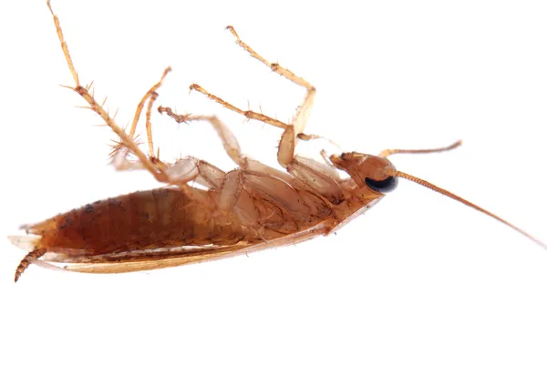 German cockroach isolated — Φωτογραφία Αρχείου