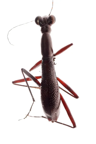 Hormiga imitar escarabajo — Foto de Stock