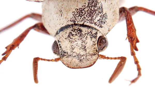 Scarabeo scarabeo ritratto — Foto Stock
