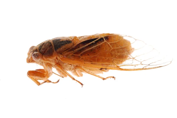 Yellow cicada — Stock Photo, Image