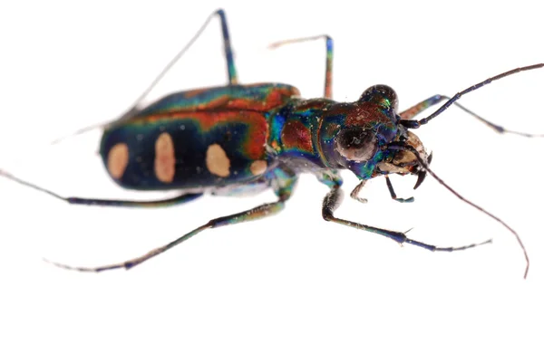 Owad tiger beetle — Zdjęcie stockowe