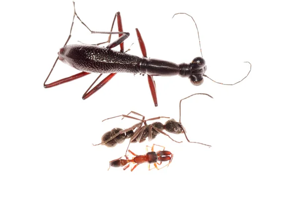 Ant en mier imiteren spin, mier mimic kever — Stockfoto