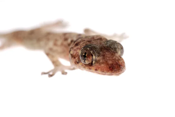 Gecko απομονωθεί — Φωτογραφία Αρχείου