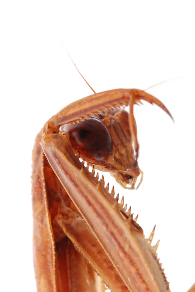 Praying mantis head macro — Stock Photo, Image