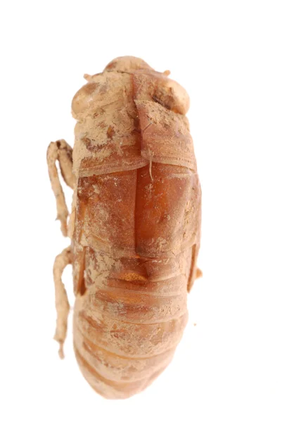 Cicada molt isolated — Stock Photo, Image