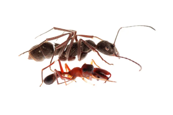 Semut dan laba-laba tiruan semut — Stok Foto