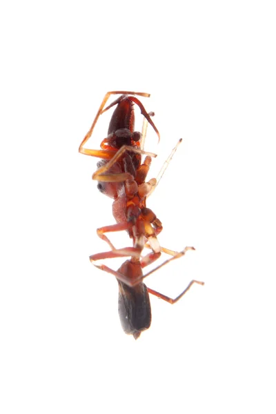 Ant mimic spin myrmarachne — Stockfoto