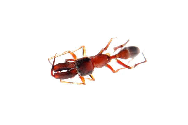Ant meniru laba-laba myrmarachne — Stok Foto